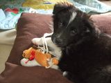 Hunde OP Versicherung