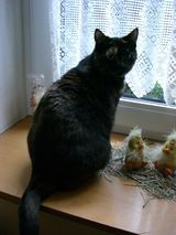 Katzenversicherung